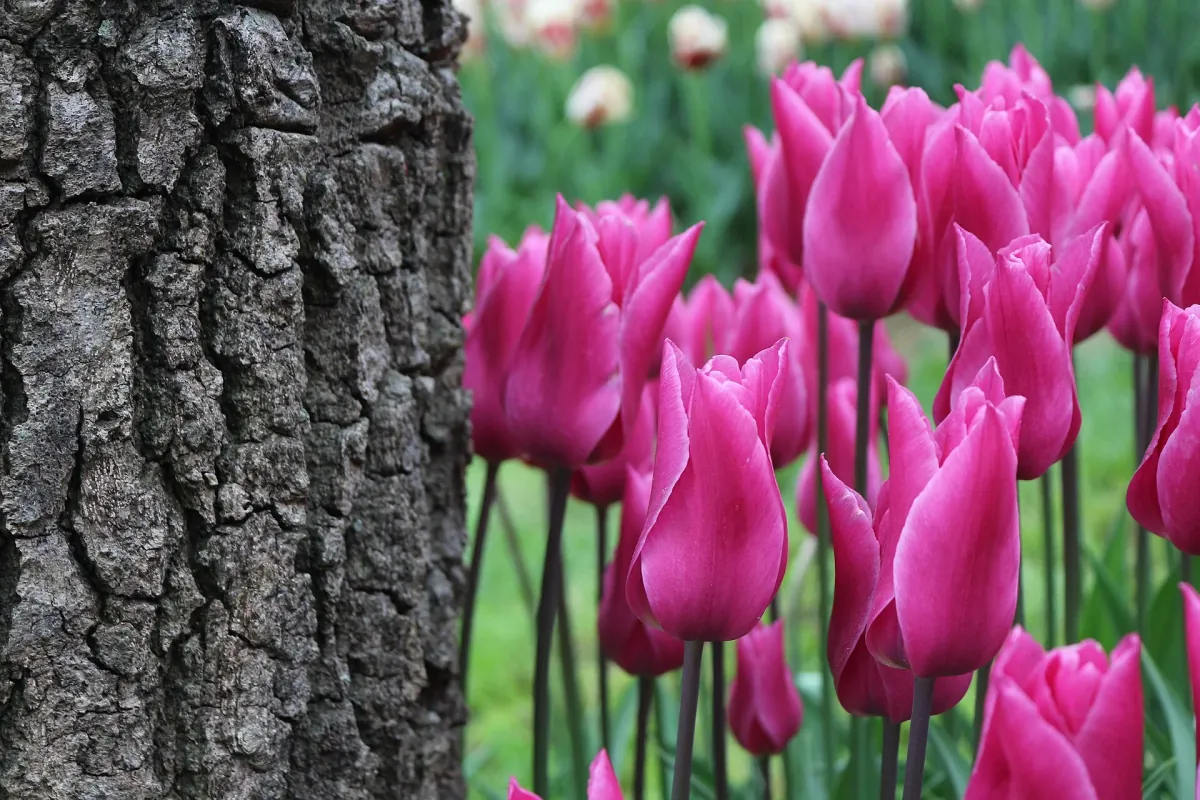 Istanbul Tulip Festival, Istanbul