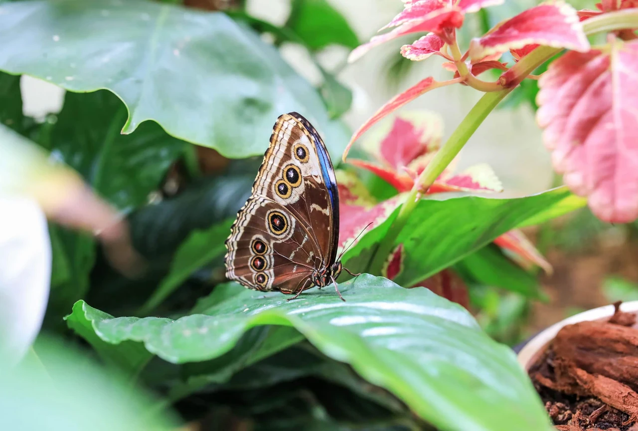 Butterfly domes at Dubai Butterfly Garden
