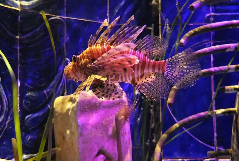 The Lost Chambers Aquarium in Dubai