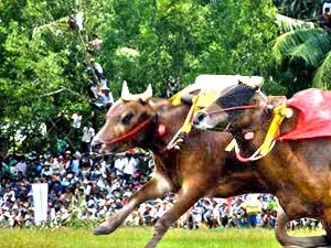 مهرجان سباق الأبقار