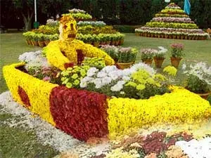 مهرجان كريسانثيمام