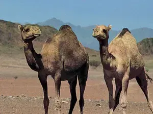 زيارات البدو