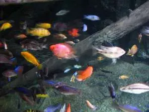 Siam Ocean World Bangkok