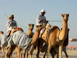 سباق الهجن الختامي لدول مجلس التعاون الخليجي