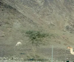 الحديبية
