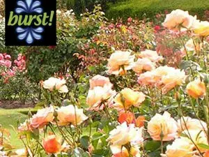 فبراير مهرجان الزهور