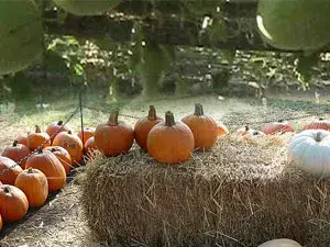 مهرجان القرع