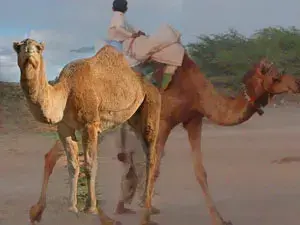 دربي الهجن
