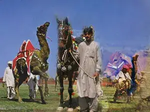عرض الخيول و الماشية