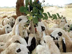 عيد الأضحى
