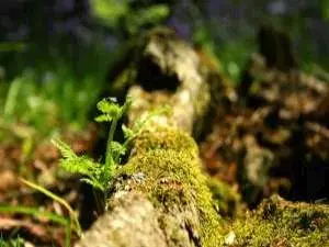Batie Woods Geneva