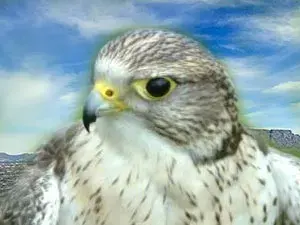 سوق الصقور