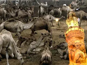 عيد الأضحى