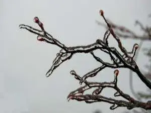 درجة الحرارة السنوية