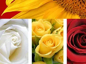 عرض كيب تاون للزهور والحدائق