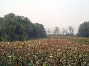 Milu Park Beijing