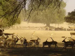 Lahore Zoo