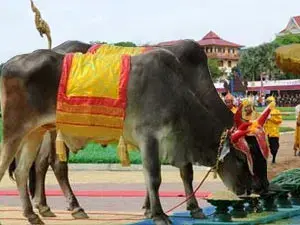Bonn Chrat Preah Nongkol - Royal Ploughing Ceremony