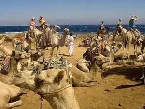 International Camel Competition - sharam el sheikh