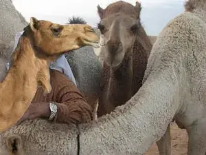 عيد الأضحى