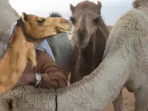 عيد الأضحى