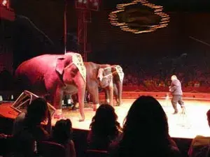 State Circus