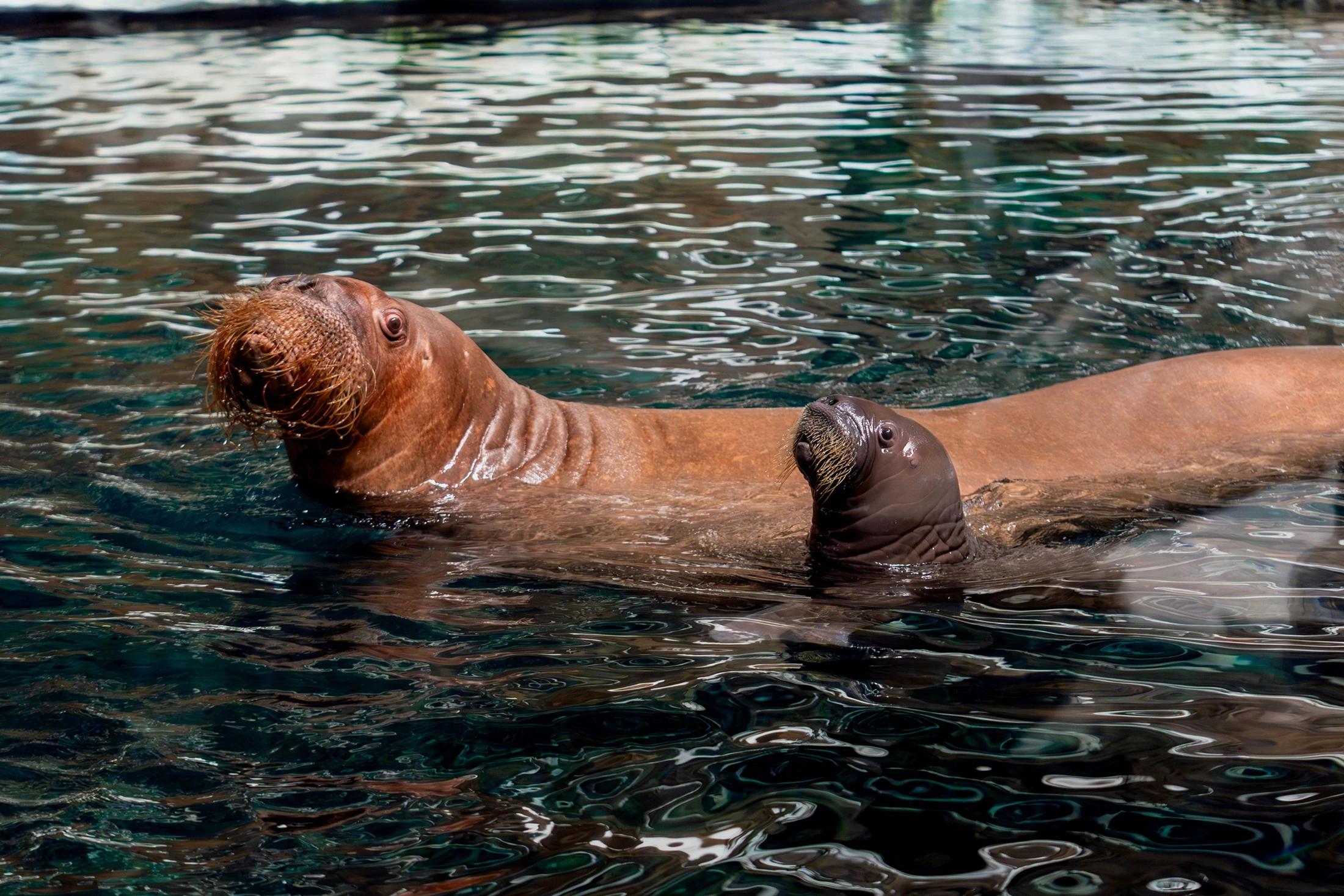 A New Arctic Arrival: SeaWorld® Yas Island, Abu Dhabi Celebrates Region’s First Walrus Calf Birth 2