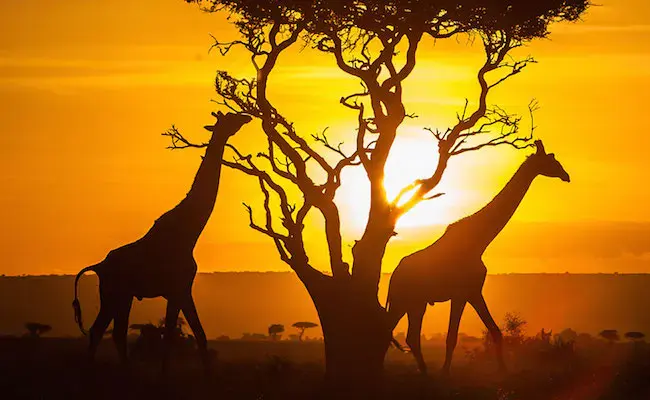 UAE tourists going to Kenya surge by 77% in 2015