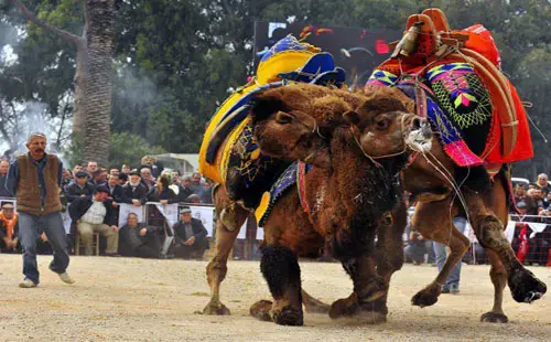موسم مصارعة الجمال يبدأ فى تركيا