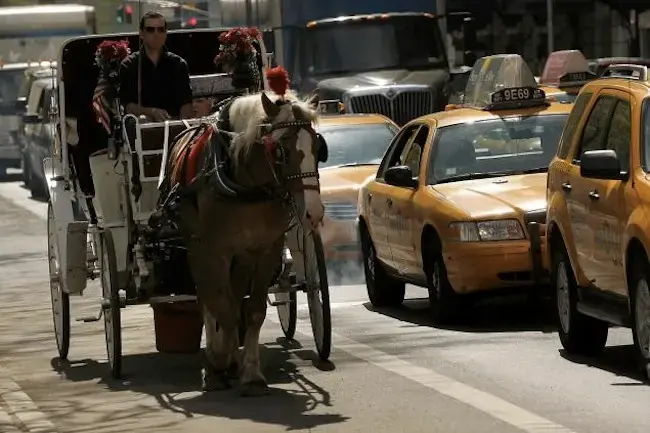 New York carriage horses may end up on your menu 2