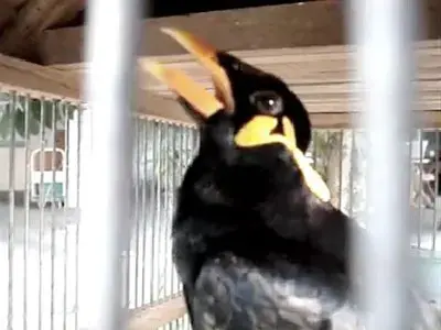 حبس انفرادي لطائر بسبب إهانته للسياح والزوار