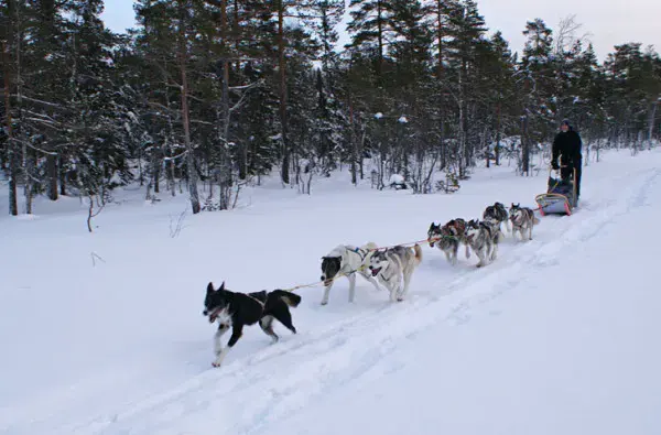 Norwegian airport launches dog-sledding taxis 2
