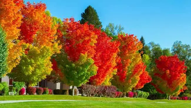 Fall foliage is at its best now in the United States