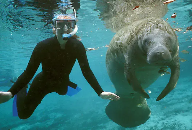 Swim with manatees at Crystal River, Florida