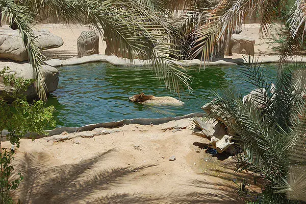 متنزه العين...وجهة سياحية مميزة