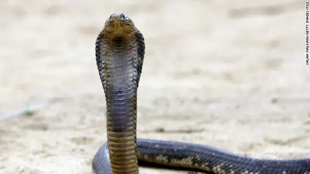 Snake on a plane causes emergency landing