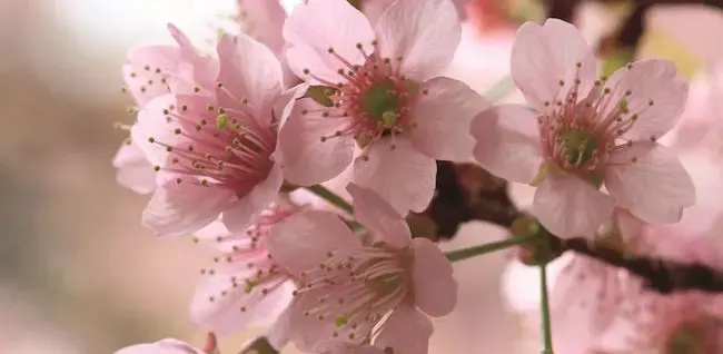 Celebrate Sakura with the Ritz-Carlton