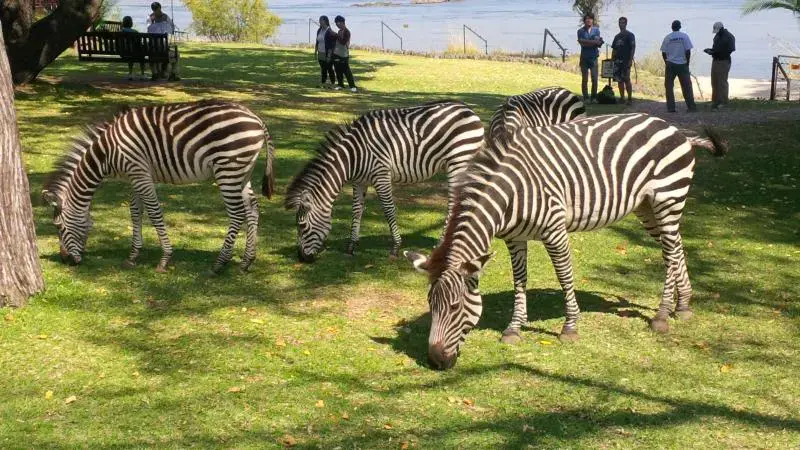 Hotel with zebras and monkeys