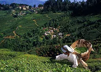 Tea tourism is bubbling in Darjeeling
