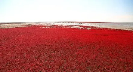 الشاطىء الأحمر من عجائب الدنيا