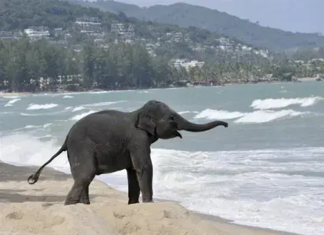 Thai hotel brews coffee from elephant dung