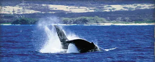 It’s humpback whale-watching season in Hawaii