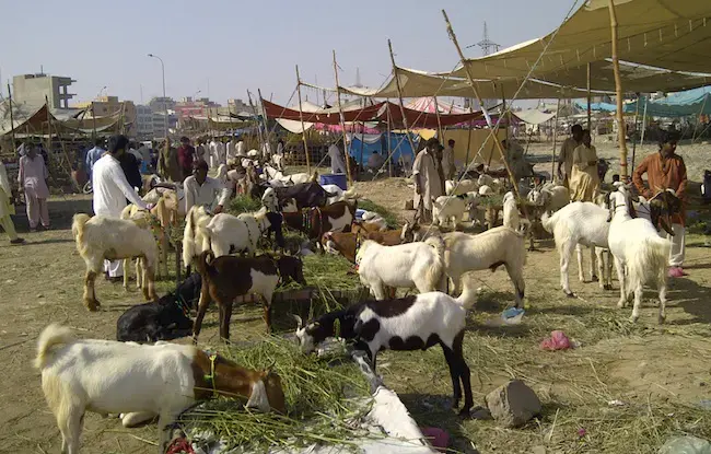 Eid is over. Eid is coming!