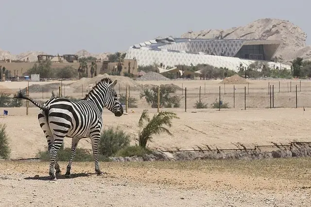 Largest man-made safari in the world opens