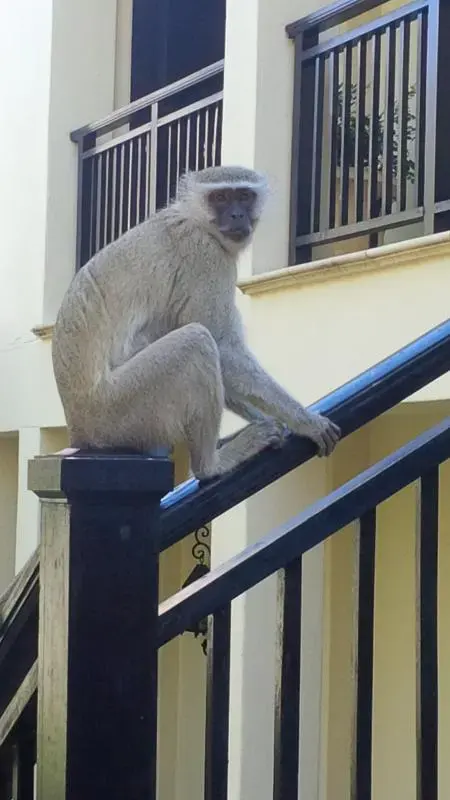 Hotel with zebras and monkeys