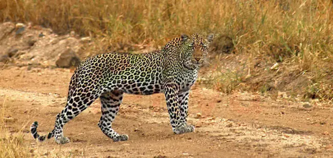 Kenya Tourism promotion in Al Ain Zoo