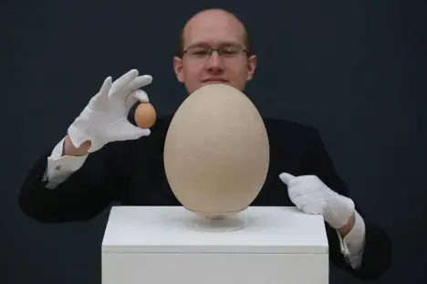 World's largest egg up for sale