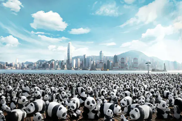 1600 Pandas to take Hong Kong