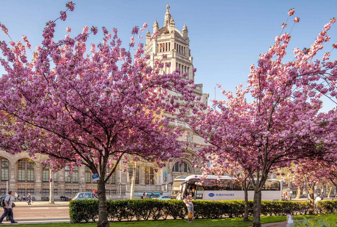 The Victoria and Albert Museum with spring blossom in London