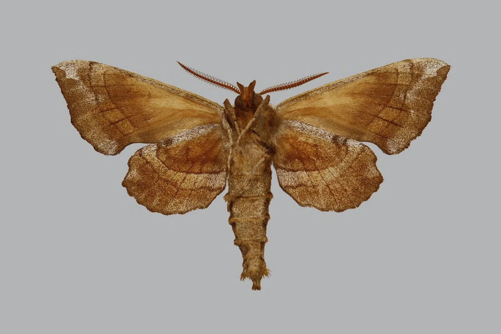 Natural History Museum, New York